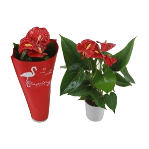 Anthurium XL.9 Jambo Red 9cm met sierhoes