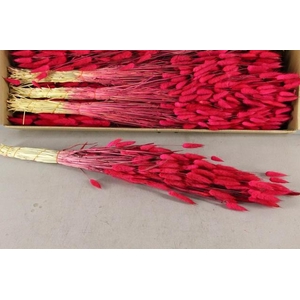 DF Lagurus Paint Bs Cerise