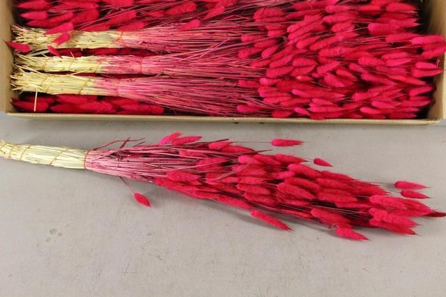 <h4>DF Lagurus Paint Bs Cerise</h4>