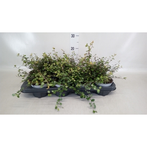 Muehlenbeckia com. 'Mao'ri'