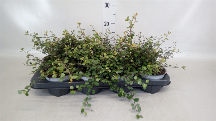 <h4>Muehlenbeckia com. 'Mao'ri'</h4>