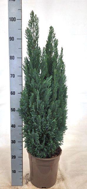 <h4>CHAM L ELLWOODII</h4>