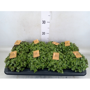 Callisia repens 'Turtle'