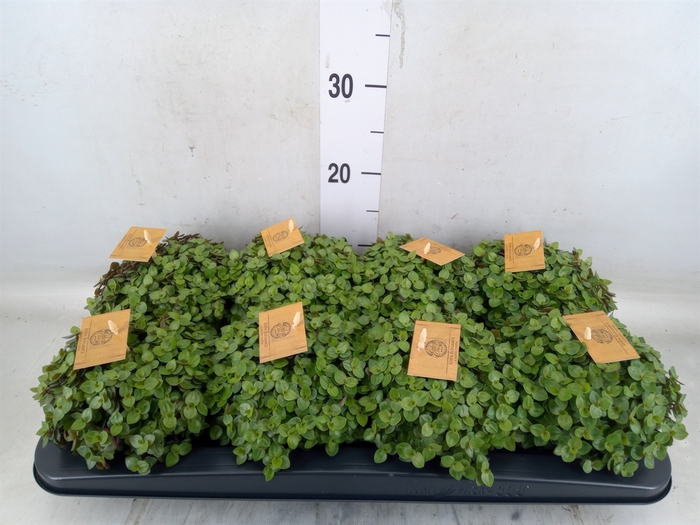 <h4>Callisia repens 'Turtle'</h4>
