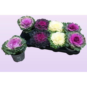 BRASSICA (SIERKOOL)