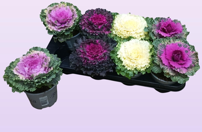 <h4>BRASSICA (SIERKOOL)</h4>