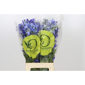 Delphinium Oriental Blue
