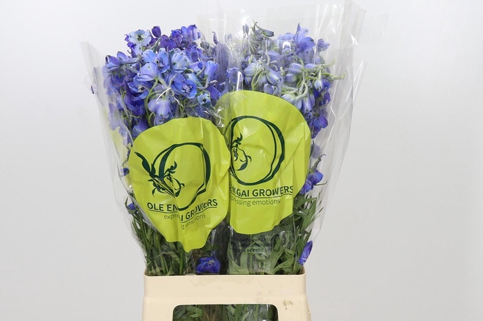 <h4>Delphinium Oriental Blue</h4>
