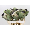 Protea Barbigera Snow Leopard Air