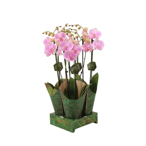 Signature Golden Nature Cover Phal Gentle Whistler 2T16+