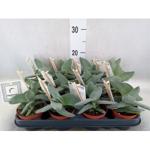 Crassula  'Boomerang'