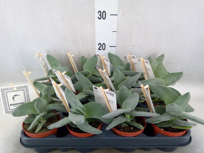 <h4>Crassula  'Boomerang'</h4>