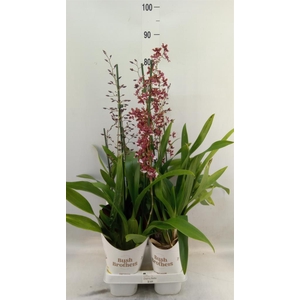 Oncidium   ...