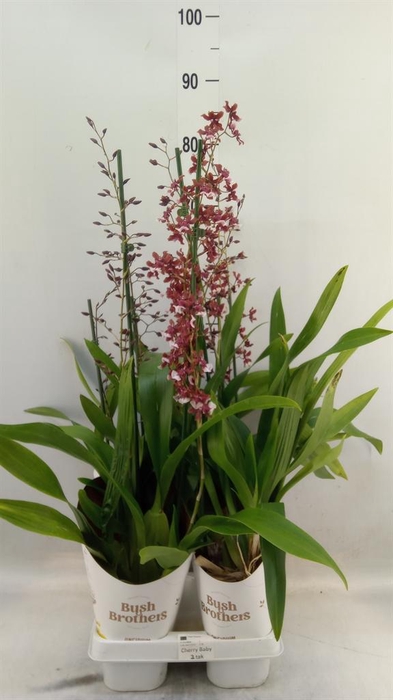 <h4>Oncidium   ...</h4>