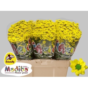 Chr San Madiba Ringa Yellow