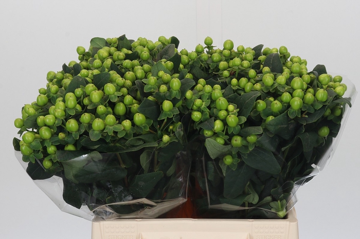 Hypericum Lucky Romance