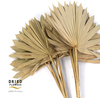 Dried Sun Spear Natural