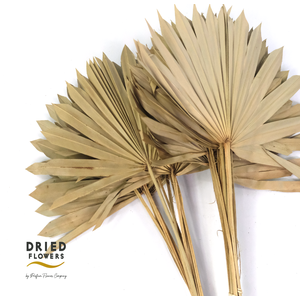 Dried Sun Spear Natural