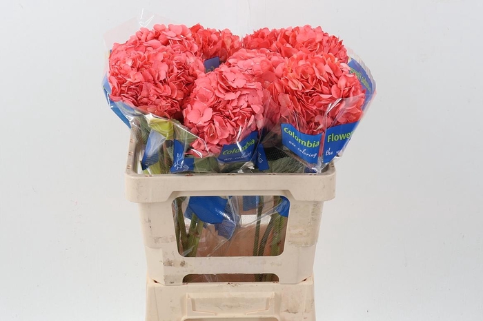 <h4>Hydr Salmon Pink</h4>