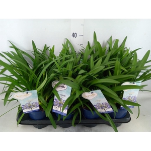 Agapanthus  'Amourette Superb'