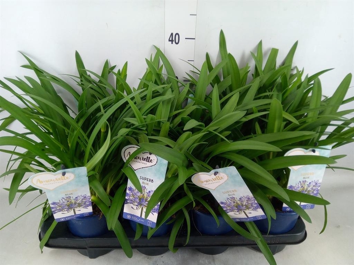 <h4>Agapanthus  'Amourette Superb'</h4>