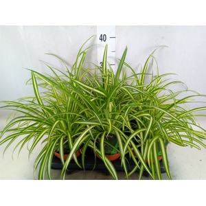 Chlorophytum  'Atlantic'