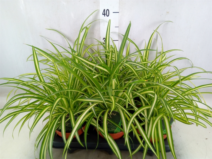 <h4>Chlorophytum  'Atlantic'</h4>