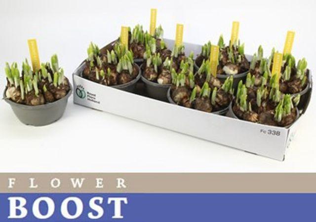 <h4>NARC O TETE A TETE</h4>