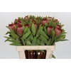 Protea Robijn