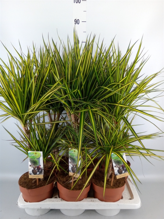<h4>Dracaena marg. 'Sunray'</h4>