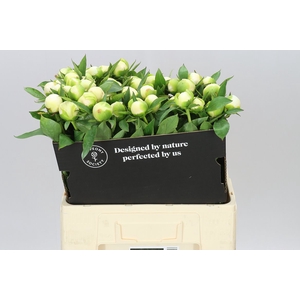 Paeonia Duchesse D Nemo Ex