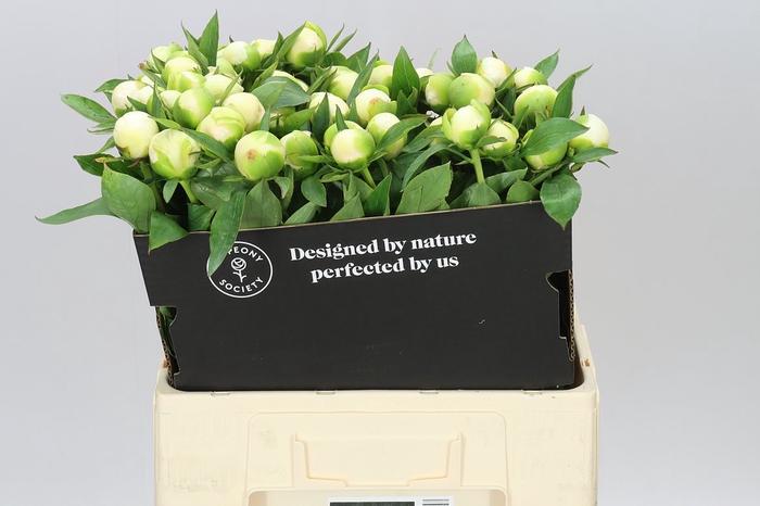 <h4>Paeonia Duchesse D Nemo Ex</h4>