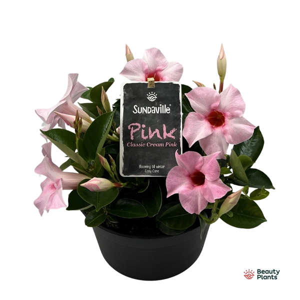 <h4>Mandevilla Sundaville Cream Pink Bowl (Dipladenia)</h4>