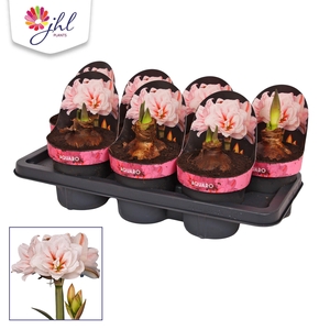 Amaryllis Aquaro