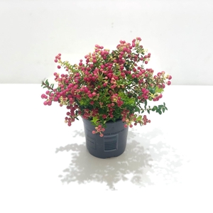 Gaultheria mucronata Rood