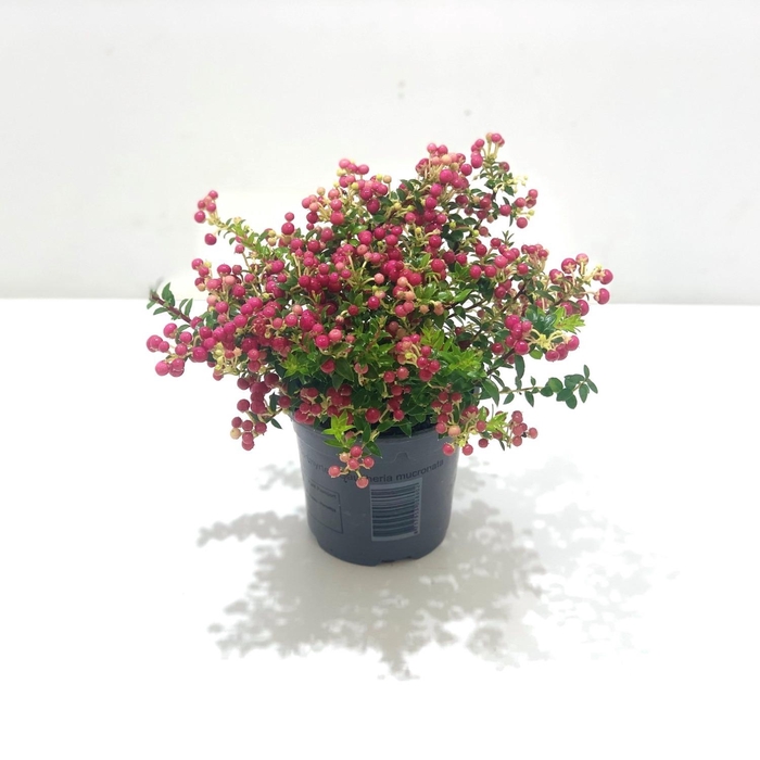 <h4>Gaultheria mucronata Rood</h4>