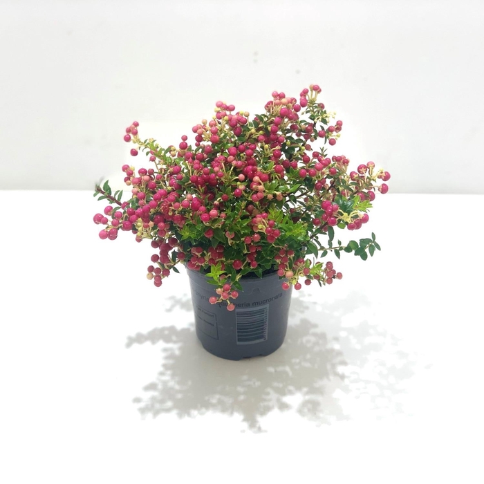 <h4>Gaultheria mucronata Rood</h4>