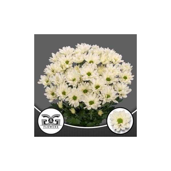 <h4>G&G Flowers Prosecco Naaldwijk</h4>