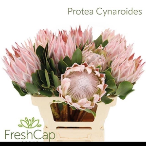 PROTEA CYNAROIDES