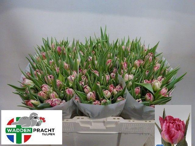 <h4>TU DU FLASH POINT</h4>