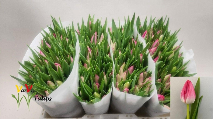 <h4>TU EN JOELLE</h4>