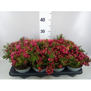 Gaultheria mucronata