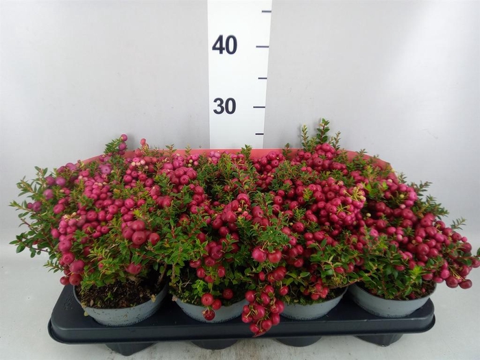 Gaultheria mucronata