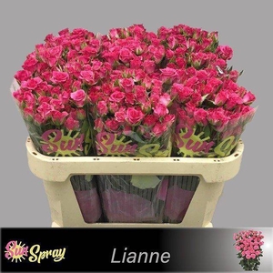 Rosa spray lianne
