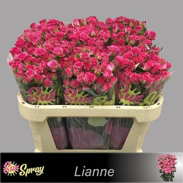 <h4>Rosa spray lianne</h4>