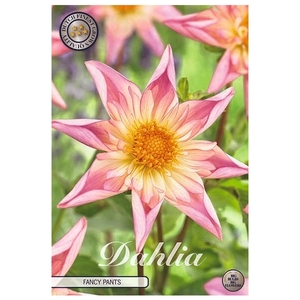 Dahlia fancy pants x 1 l