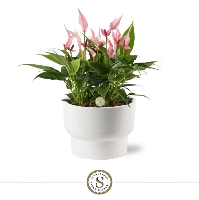 <h4>Athene Keramiek White - Lilli</h4>