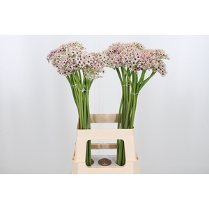Allium Silverspring