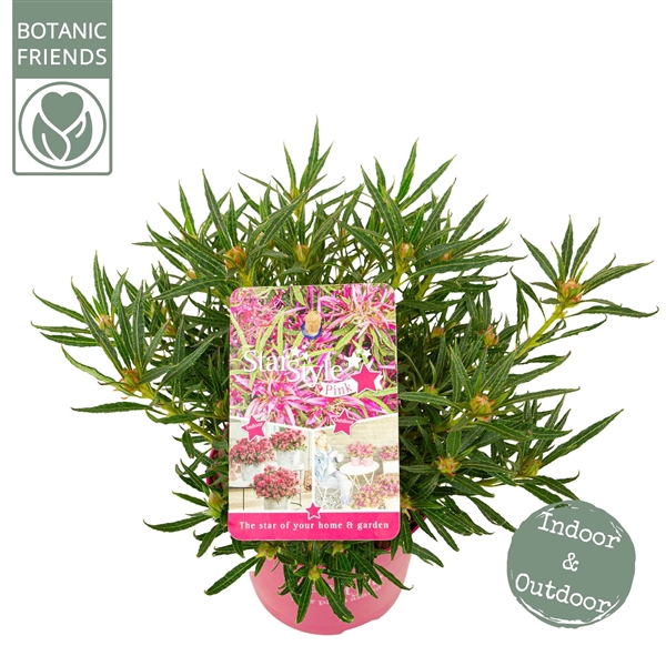 <h4>Azalea 'Starstyle Pink' ®</h4>