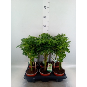 Schefflera arbor. 'Luseana'